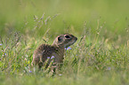 European Ground Squirrel