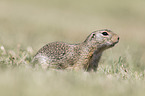 European ground squirrel