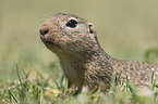 European ground squirrel