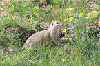 European ground squirrel