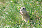 European ground squirrel