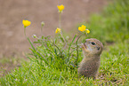 European ground squirrel