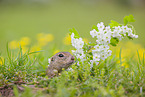 European ground squirrel