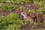 European ground squirrel