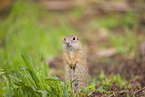 European ground squirrel