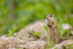 European ground squirrel