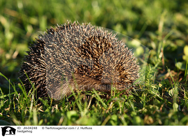 Igel / hedgehog / JH-04248