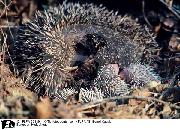 Braunbrustigel / European Hedgehogs / FLPA-02139