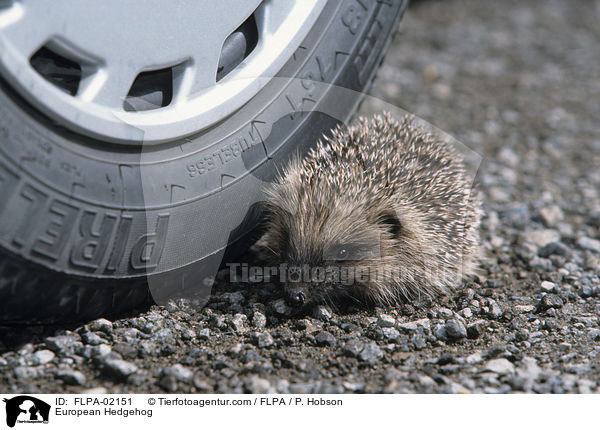 Braunbrustigel / European Hedgehog / FLPA-02151