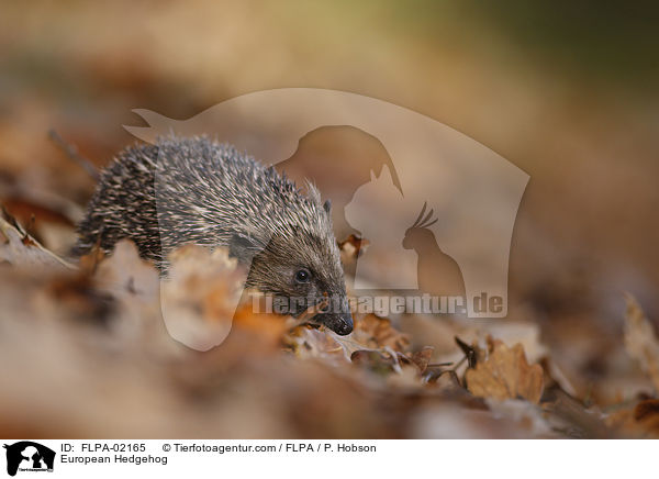 Braunbrustigel / European Hedgehog / FLPA-02165
