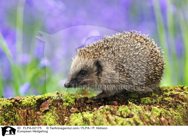 Braunbrustigel / European Hedgehog / FLPA-02175