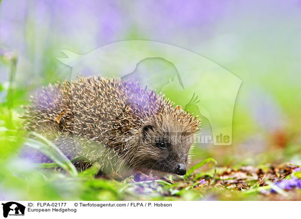 Braunbrustigel / European Hedgehog / FLPA-02177