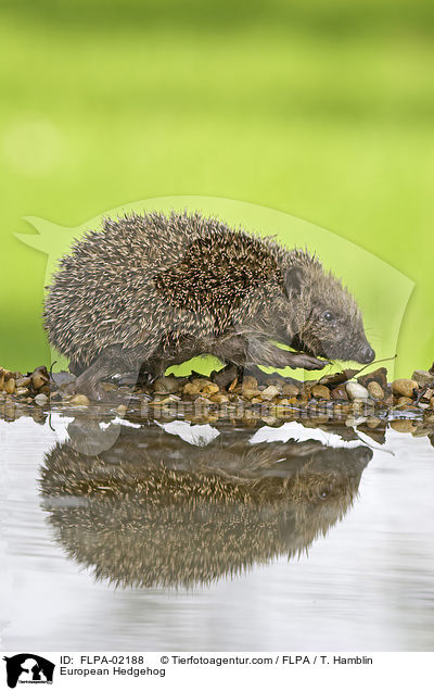 Braunbrustigel / European Hedgehog / FLPA-02188