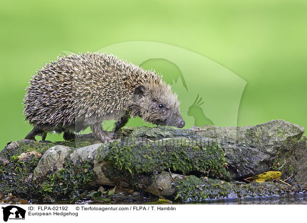 Braunbrustigel / European Hedgehog / FLPA-02192