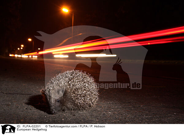 Braunbrustigel / European Hedgehog / FLPA-02201