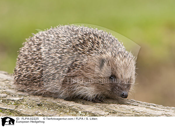 Braunbrustigel / European Hedgehog / FLPA-02225