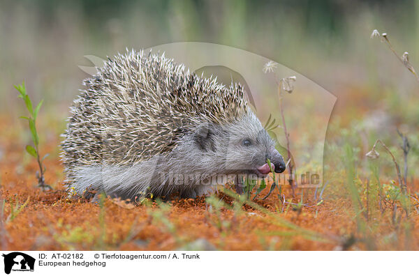 Braunbrustigel / European hedgehog / AT-02182