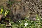 hedgehog