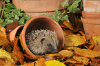 European Hedgehog