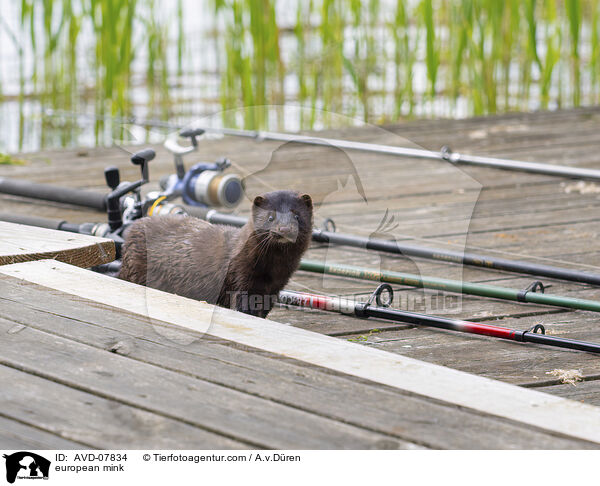 Europischer Nerz / european mink / AVD-07834