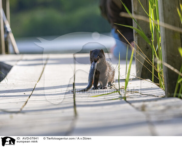 Europischer Nerz / european mink / AVD-07841