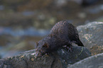 European Mink