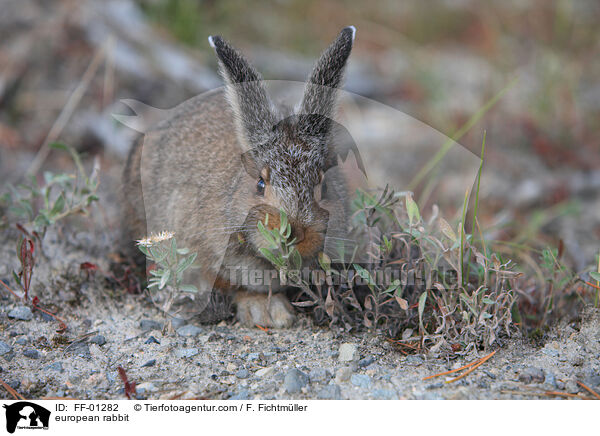 Wildkaninchen / european rabbit / FF-01282