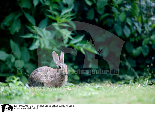 Wildkaninchen / european wild rabbit / MAZ-03706