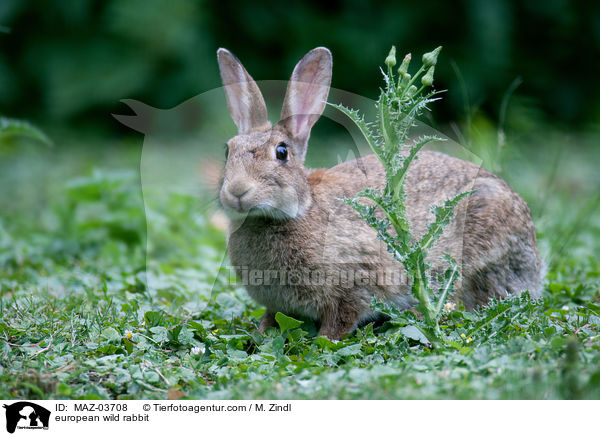 Wildkaninchen / european wild rabbit / MAZ-03708