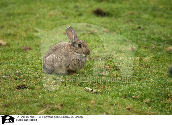 Wildkaninchen / european rabbit / AB-02768