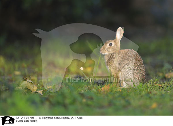 Wildkaninchen / european rabbit / AT-01796