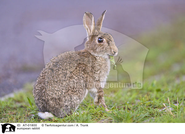 Wildkaninchen / european rabbit / AT-01800