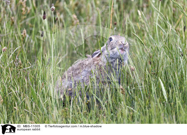 Wildkaninchen / european rabbit / MBS-11005