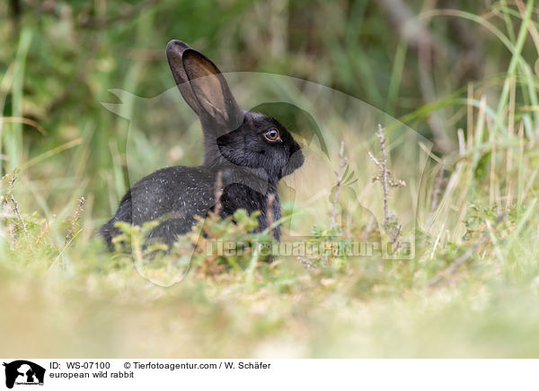 Wildkaninchen / european wild rabbit / WS-07100