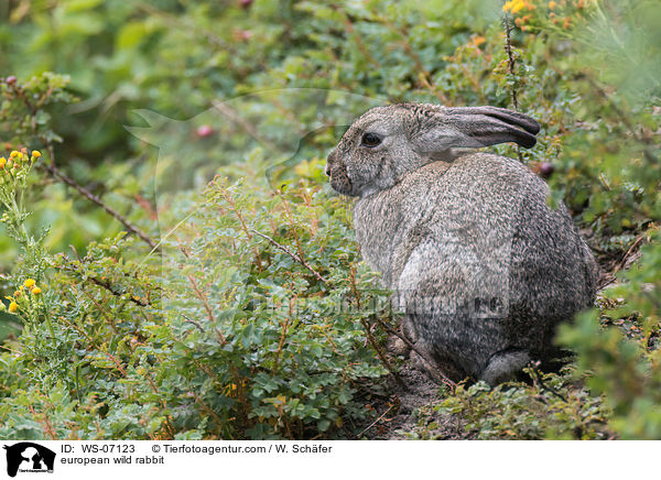 Wildkaninchen / european wild rabbit / WS-07123