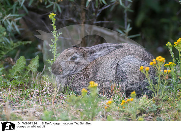 Wildkaninchen / european wild rabbit / WS-07124
