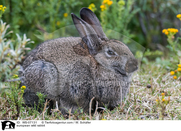 Wildkaninchen / european wild rabbit / WS-07131