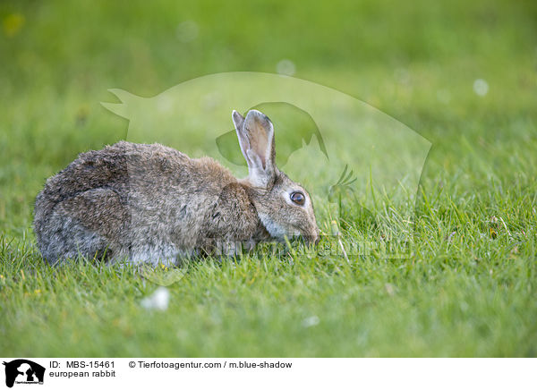 Wildkaninchen / european rabbit / MBS-15461