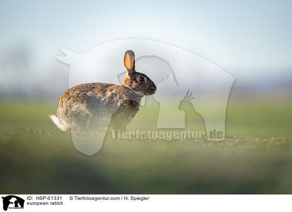 Wildkaninchen / european rabbit / HSP-01331