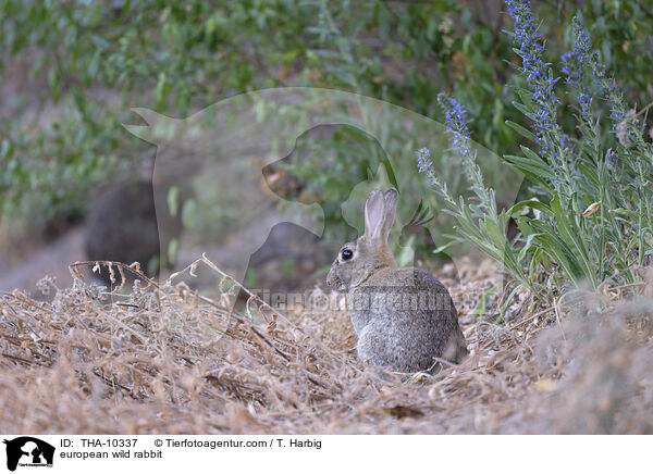 Wildkaninchen / european wild rabbit / THA-10337