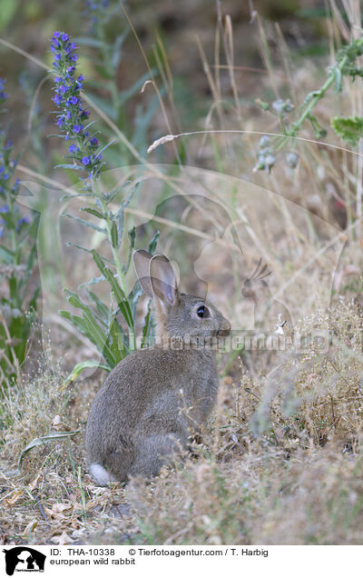 Wildkaninchen / european wild rabbit / THA-10338