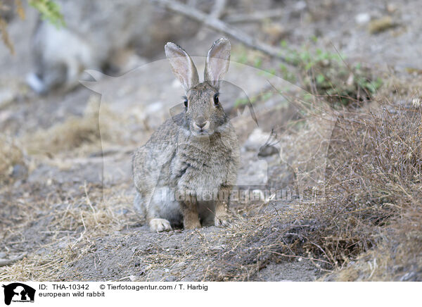 Wildkaninchen / european wild rabbit / THA-10342