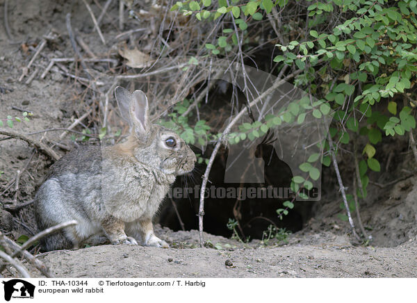 Wildkaninchen / european wild rabbit / THA-10344