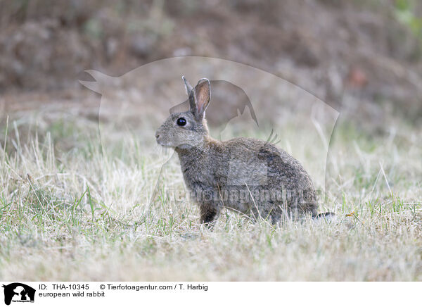 Wildkaninchen / european wild rabbit / THA-10345