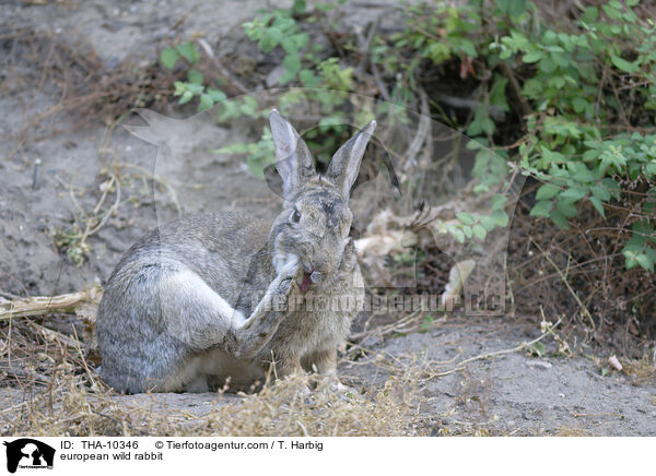 european wild rabbit / THA-10346