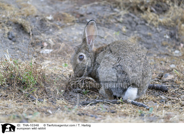 Wildkaninchen / european wild rabbit / THA-10348