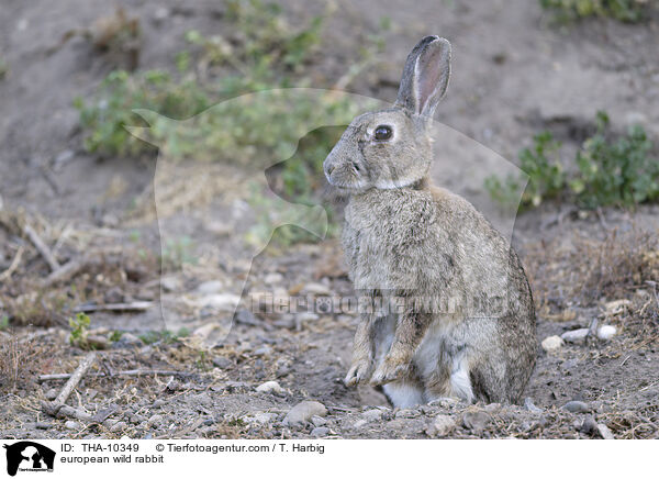 Wildkaninchen / european wild rabbit / THA-10349