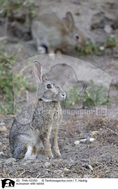 Wildkaninchen / european wild rabbit / THA-10350