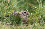 european wild rabbit