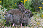 european wild rabbit